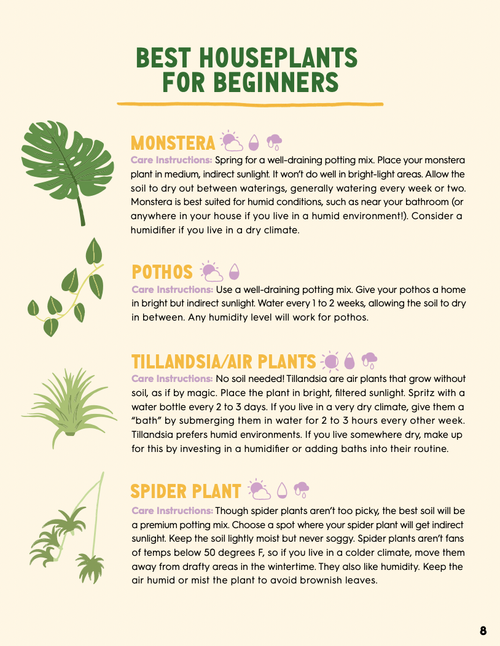 Best Houseplants For Beginners